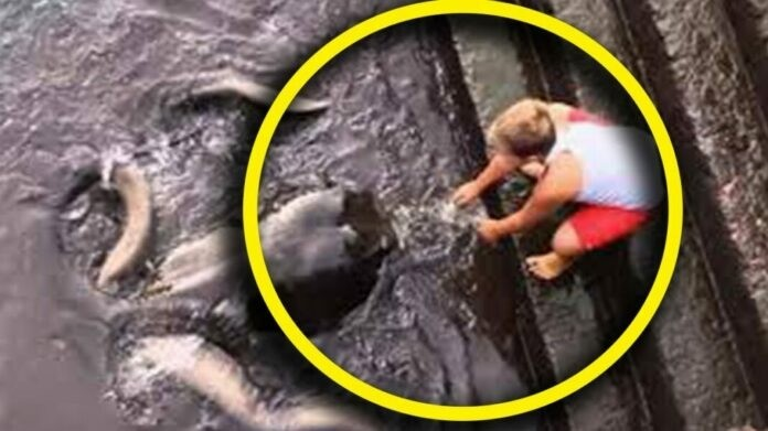 Gap sinh vat bien khong lo, be trai co hanh dong khong ngo-Hinh-3