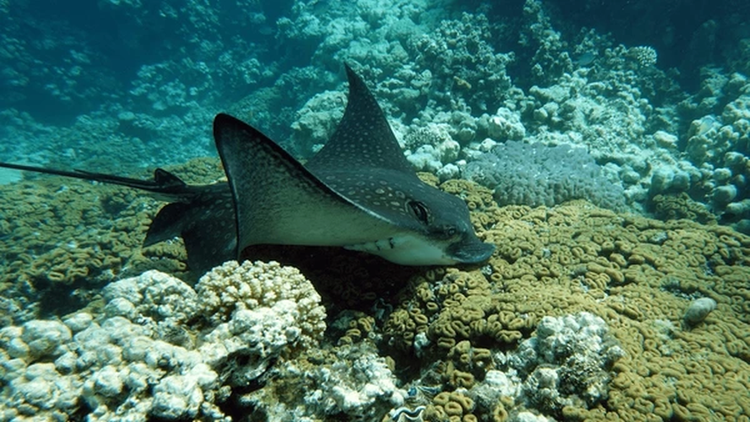 Gap sinh vat bien khong lo, be trai co hanh dong khong ngo-Hinh-6