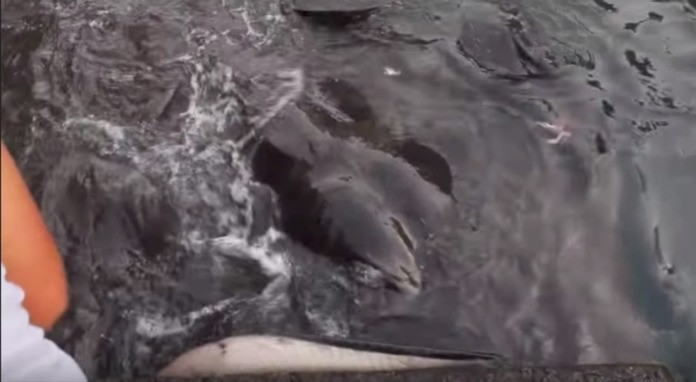 Gap sinh vat bien khong lo, be trai co hanh dong khong ngo-Hinh-2