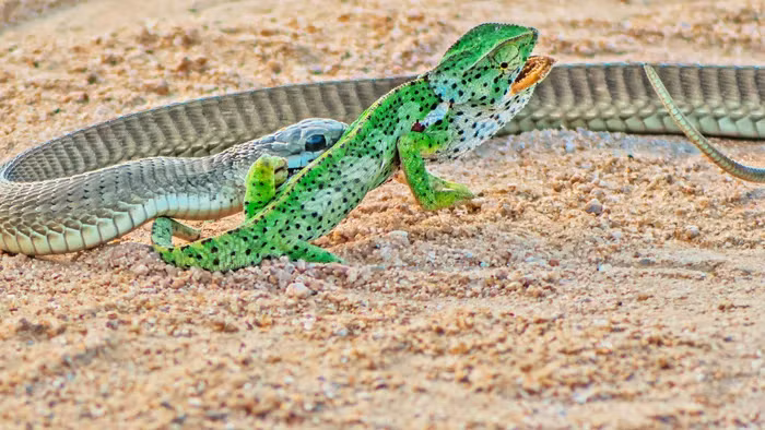 Nghet tho xem loai ran doc nhat chau Phi ha guc doi thu-Hinh-4