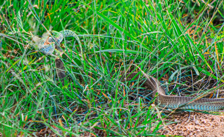 Nghet tho xem loai ran doc nhat chau Phi ha guc doi thu-Hinh-8