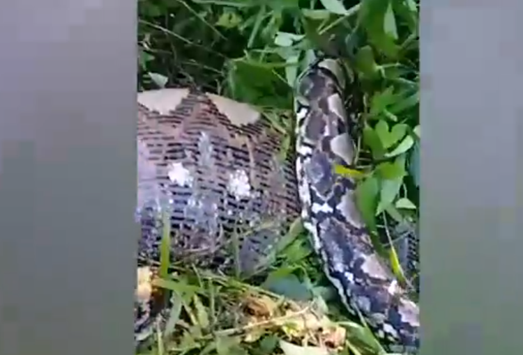 Tuong khuc cay la, lai gan moi ta hoa “quai thu” khong lo-Hinh-3