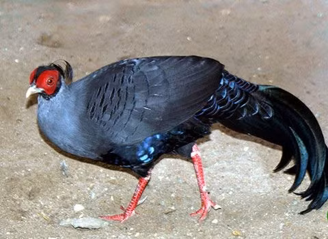 Chiem nguong nhung giong ga hoang da quy hiem nhat Viet Nam-Hinh-2