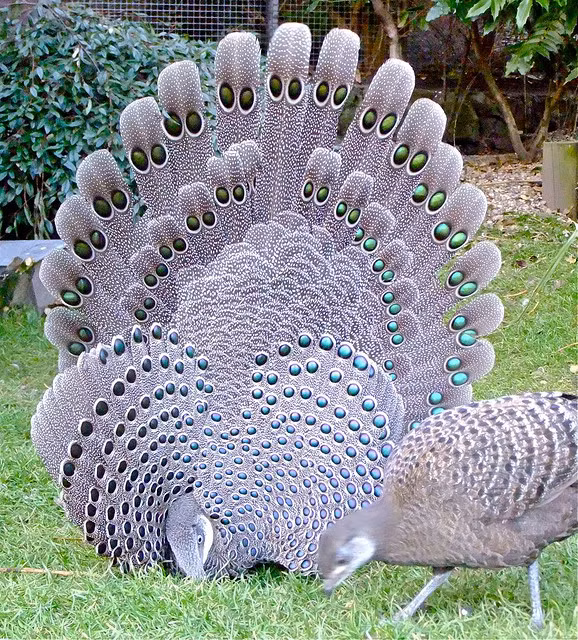 Chiem nguong nhung giong ga hoang da quy hiem nhat Viet Nam-Hinh-6