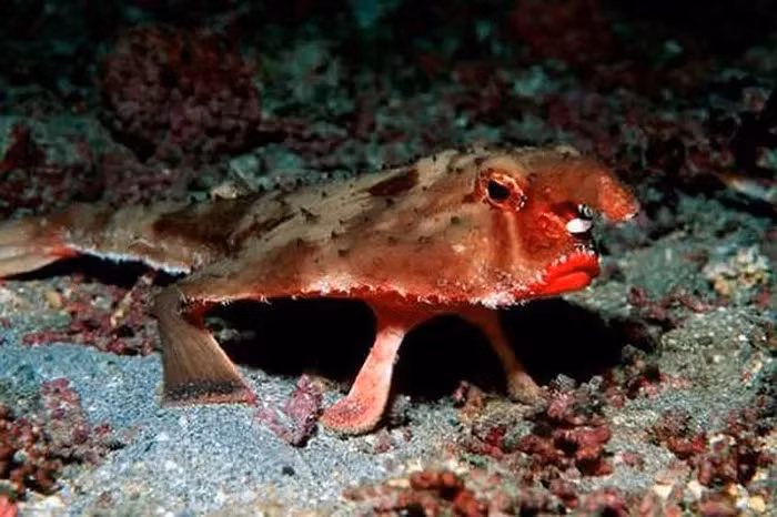 Loai ca so huu bo moi quyen ru nhat hanh tinh, nhin la me dam-Hinh-3