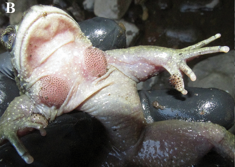 Loai ech ma tuyet tich ca tram nam bat ngo “tai xuat