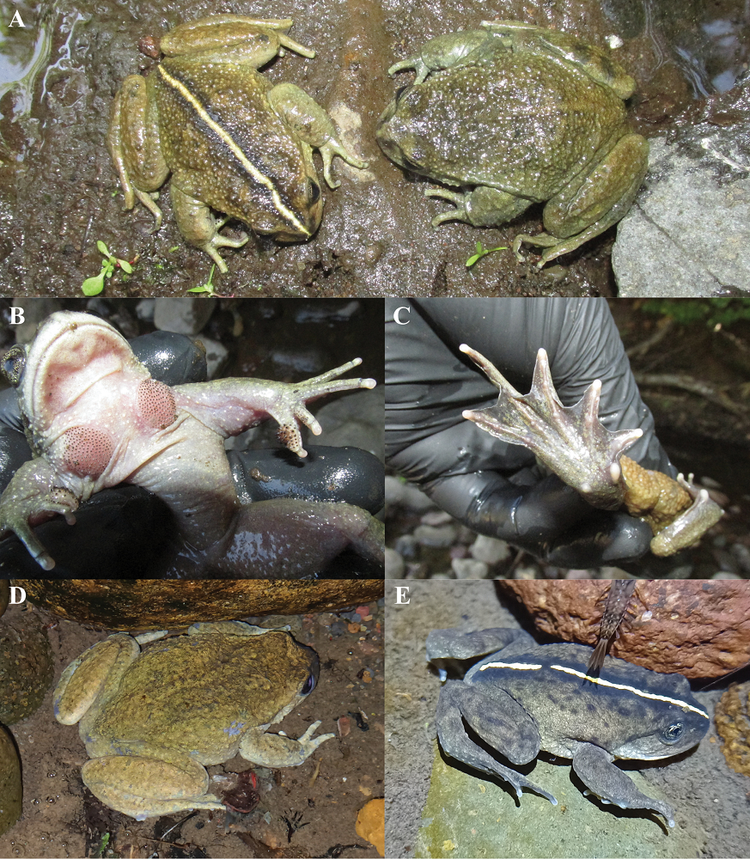 Loai ech ma tuyet tich ca tram nam bat ngo “tai xuat