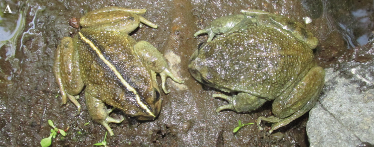 Loai ech ma tuyet tich ca tram nam bat ngo “tai xuat