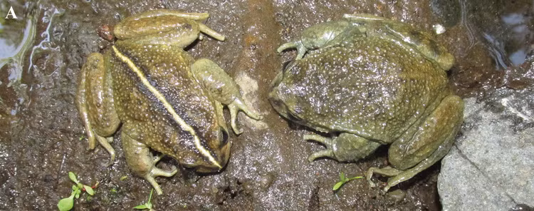 Loai ech ma tuyet tich ca tram nam bat ngo “tai xuat