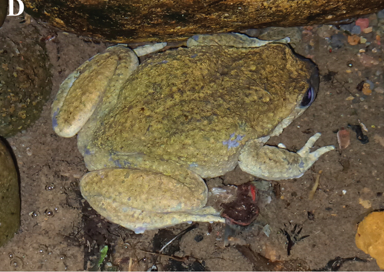 Loai ech ma tuyet tich ca tram nam bat ngo “tai xuat