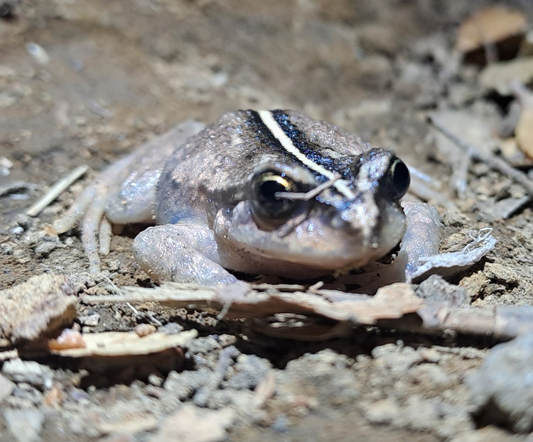 Loai ech ma tuyet tich ca tram nam bat ngo “tai xuat