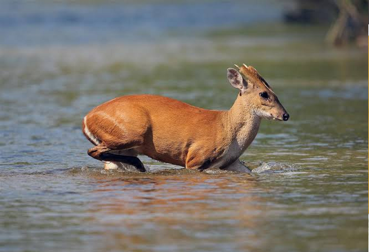 Nhờ công tác bảo vệ rừng hiệu quả, quần thể Mang tại đây đang phát triển ổn định. Giới chức và cộng đồng cần chung tay bảo vệ loài này trước nguy cơ săn bắn và mất sinh cảnh. (Ảnh: IUNC)