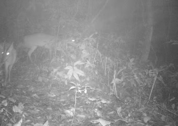 Phân tích ADN và so sánh 42 mẫu di truyền, hộp sọ từ bảo tàng xác nhận sự tồn tại của cả hai loài. (Ảnh: Khu BTTN Xuân Liên)