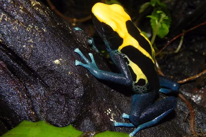 Sinh vat ty hon so huu lan da kich doc, dong vao la toi mang-Hinh-7