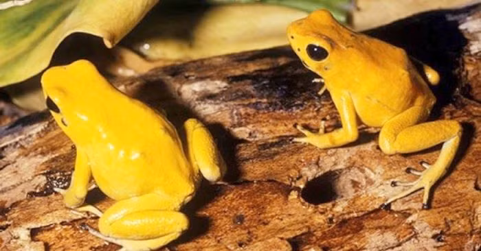 Sinh vat ty hon so huu lan da kich doc, dong vao la toi mang-Hinh-8