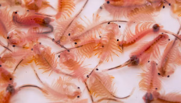 Sinh vat song dai nhat qua dat, dun soi 100 do van song 