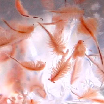 Sinh vat song dai nhat qua dat, dun soi 100 do van song 