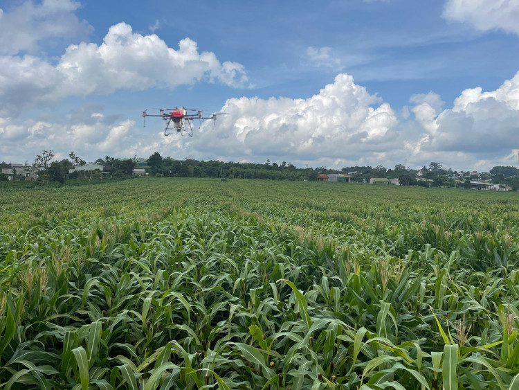 Ca phe Thuan An: Dua may bay khong nguoi lai ap dung trong canh tac ca phe