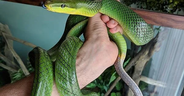 Thanh xa duoi do tuong kich doc nhung hoan toan vo hai-Hinh-6