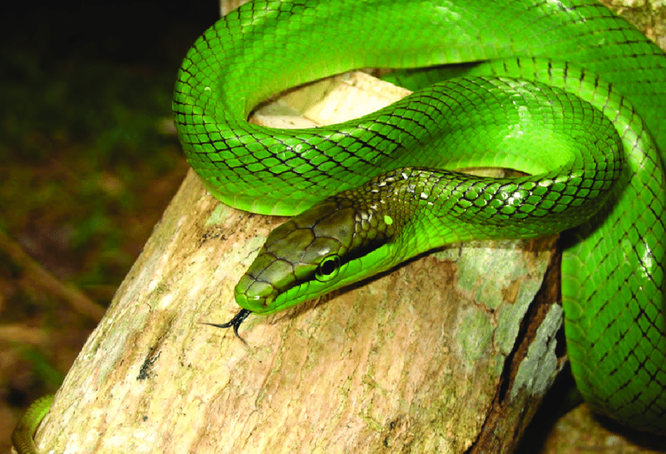 Thanh xa duoi do tuong kich doc nhung hoan toan vo hai