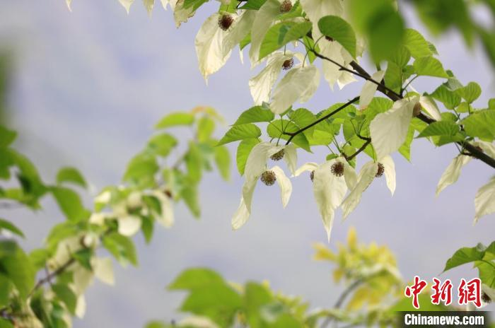 Tan muc loai cay quy duoc menh danh 'hoa thach song' cua Trung Quoc-Hinh-6