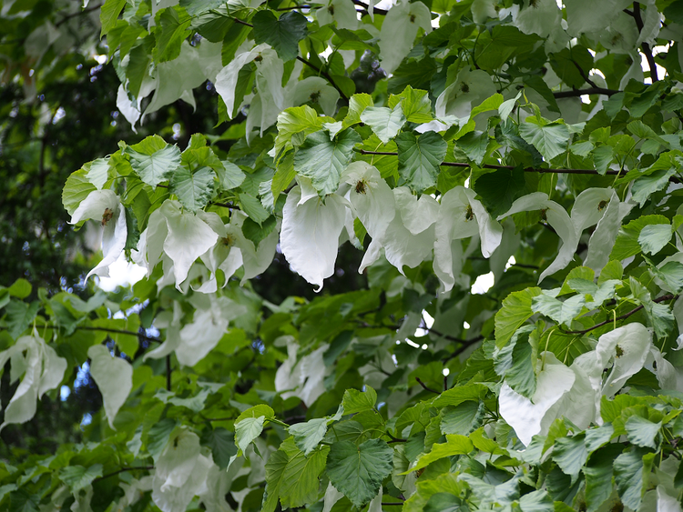 Tan muc loai cay quy duoc menh danh 'hoa thach song' cua Trung Quoc-Hinh-5