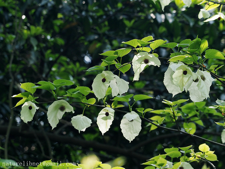 Tan muc loai cay quy duoc menh danh 'hoa thach song' cua Trung Quoc-Hinh-2