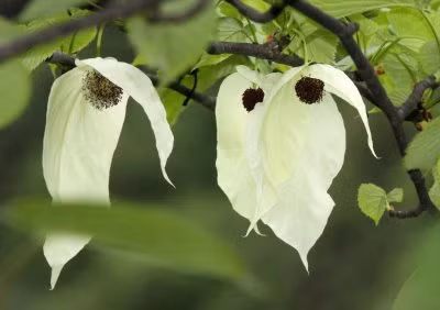 Tan muc loai cay quy duoc menh danh 'hoa thach song' cua Trung Quoc-Hinh-7