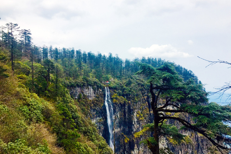 Tan muc loai cay quy duoc menh danh 'hoa thach song' cua Trung Quoc-Hinh-4