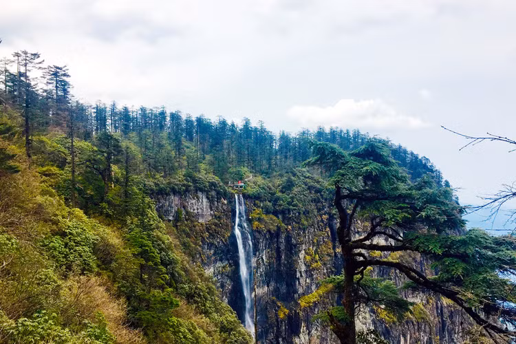 Tan muc loai cay quy duoc menh danh 'hoa thach song' cua Trung Quoc-Hinh-4