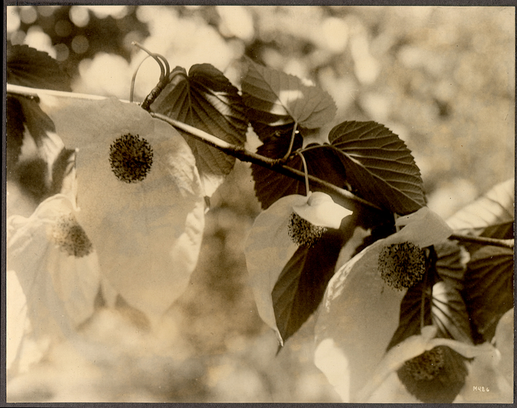 Tan muc loai cay quy duoc menh danh 'hoa thach song' cua Trung Quoc-Hinh-8