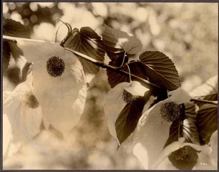 Tan muc loai cay quy duoc menh danh 'hoa thach song' cua Trung Quoc-Hinh-8