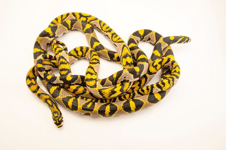 Loai ran so huu hoa tiet sac so va doc dao tai Viet Nam