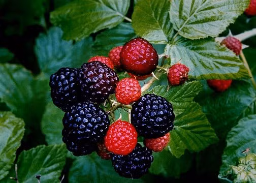 10 loại trái cây giàu magie, nên bổ sung thường xuyên - Hình 3 10 loai trai cay giau magie, nen bo sung thuong xuyen-Hinh-3