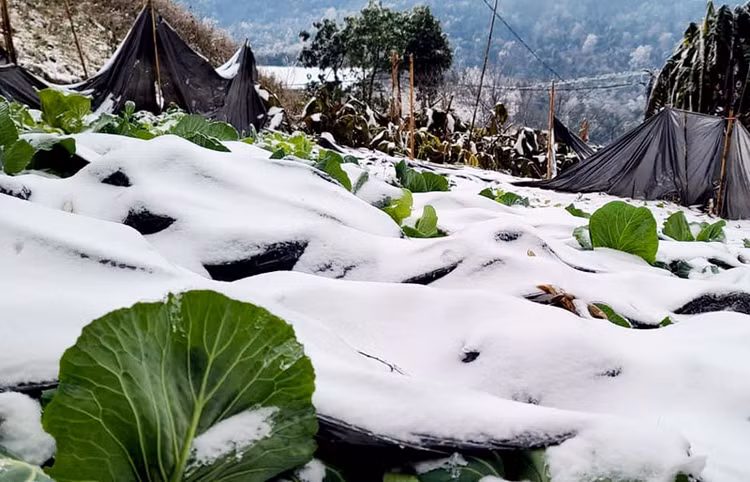 Thoi tiet ngay 27/12: Mien Bac co noi ret dam ret hai