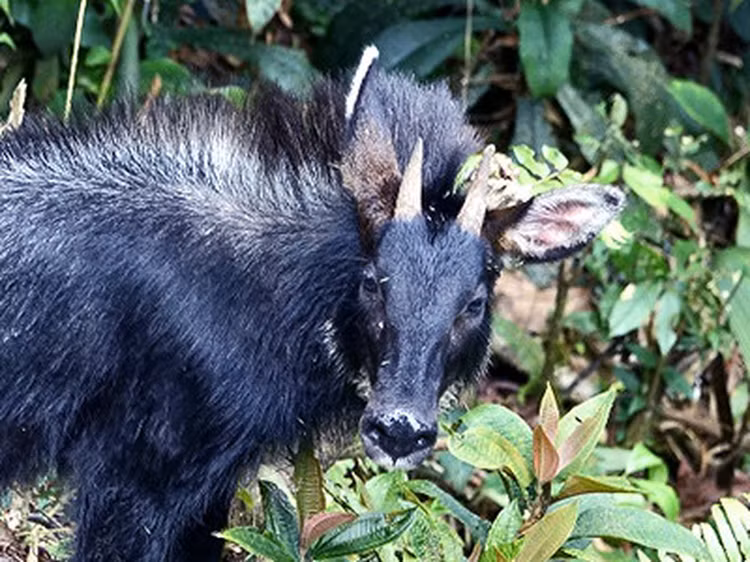 Kiem tra rung, thot tim thay “than thu” thien ma... ha pham-Hinh-5