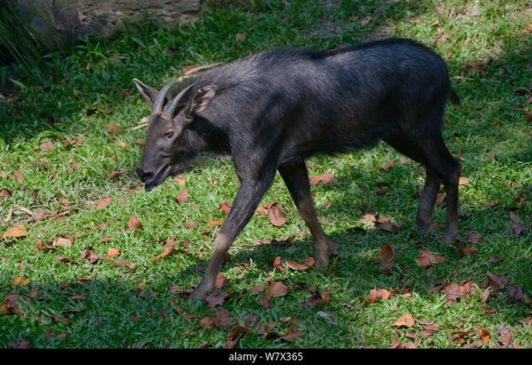 Kiem tra rung, thot tim thay “than thu” thien ma... ha pham-Hinh-8