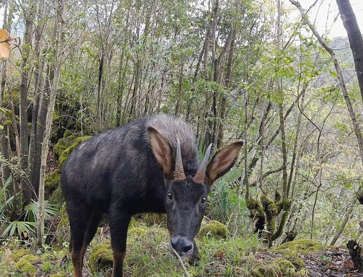 Kiem tra rung, thot tim thay “than thu” thien ma... ha pham