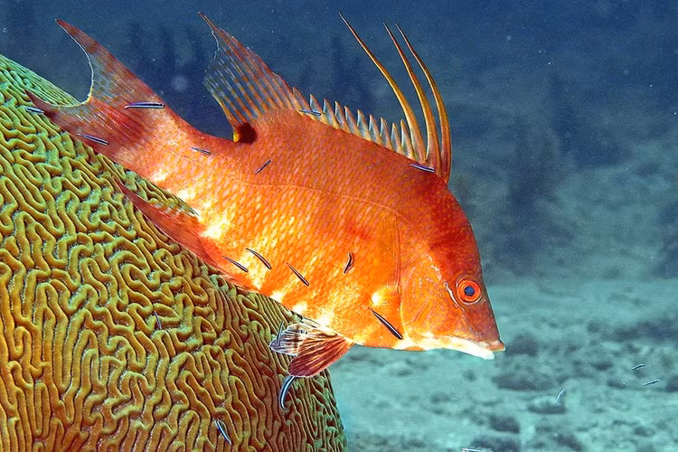 Bo tay loai ca co thuat an than tai tinh, den chet van nguy trang-Hinh-3