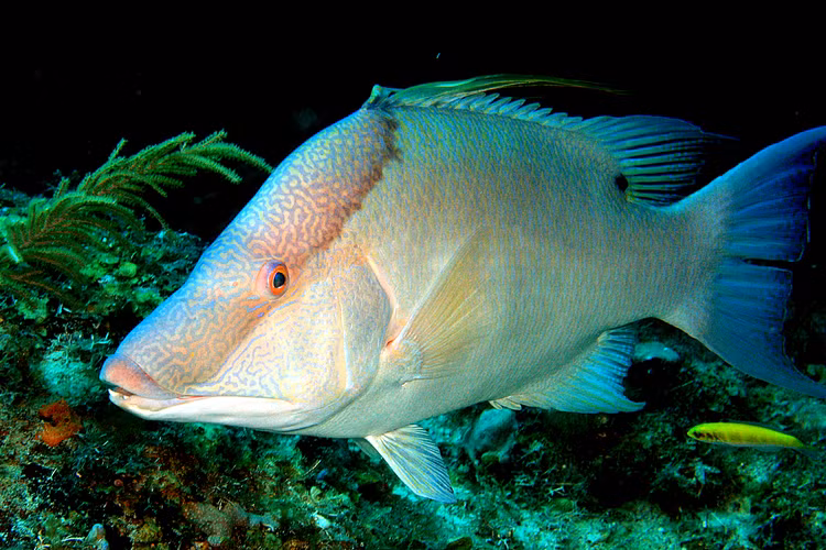 Bo tay loai ca co thuat an than tai tinh, den chet van nguy trang