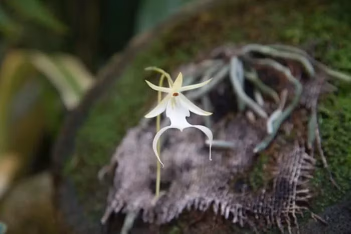 Muc so thi loai hoa quy hiem nhat the gioi, ten goi day “ma mi”-Hinh-5