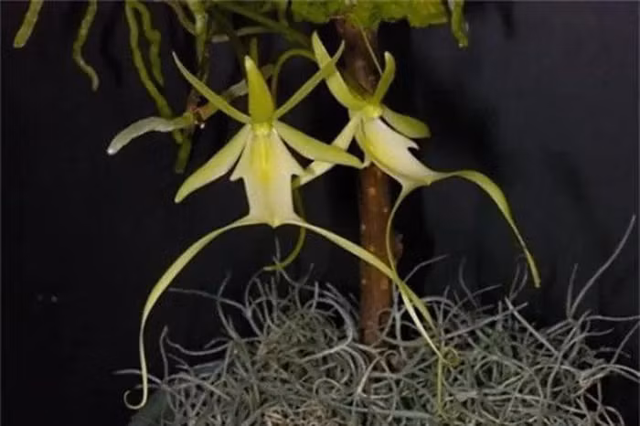 Muc so thi loai hoa quy hiem nhat the gioi, ten goi day “ma mi”-Hinh-3