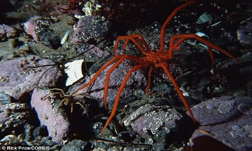 Top dong vat ky quai “ngoai hanh tinh” tru ngu o Nam Cuc-Hinh-4