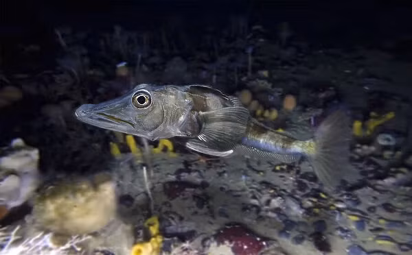 Top dong vat ky quai “ngoai hanh tinh” tru ngu o Nam Cuc-Hinh-2