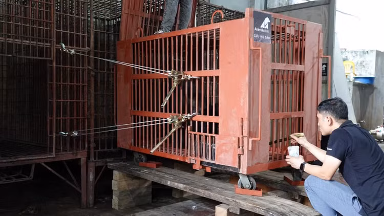 Cuu ho 2 ca the gau ve Vuon quoc gia Bach Ma: Loai quy hiem!-Hinh-4