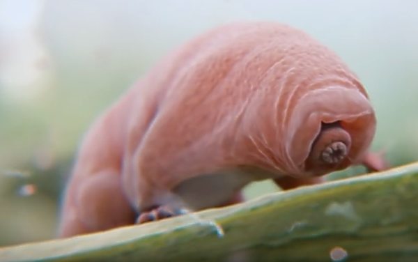 Kinh ngac sinh vat bat tu, khong so bat ky thu thach nao-Hinh-7