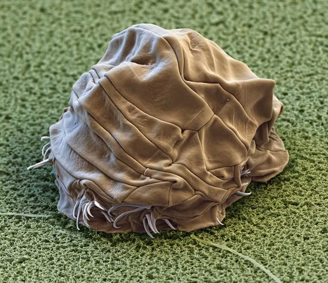 Kinh ngac sinh vat bat tu, khong so bat ky thu thach nao-Hinh-3