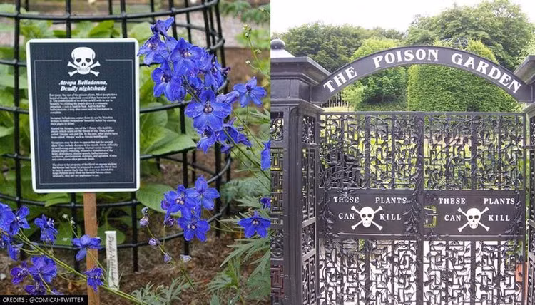 Ky la khu vuon chi can cham vao 1 chiec la co the “tu vong