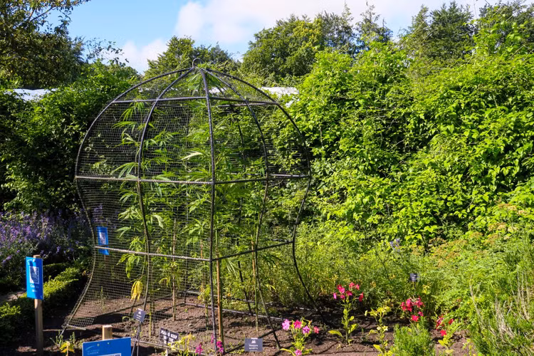 Ky la khu vuon chi can cham vao 1 chiec la co the “tu vong