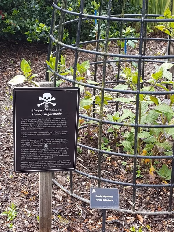 Ky la khu vuon chi can cham vao 1 chiec la co the “tu vong